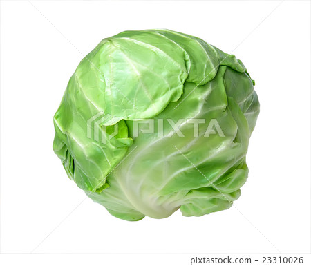 Fresh Green Cabbage On White. Summer Harvest 23310026