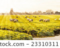 Rural landscape in Holland 23310311