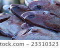 鮮魚新鮮捕撈 23310323