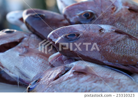 鮮魚新鮮捕撈 鮮魚新鮮捕撈 23310323