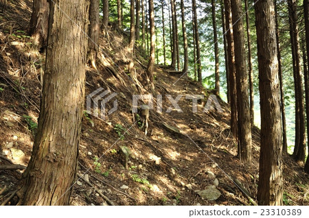 Sunlight through the forest 23310389