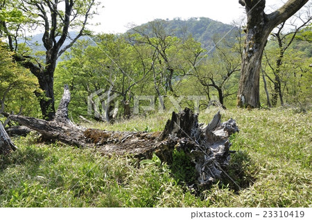 Onigaokono倒下的樹木和不可移動的山峰 23310419