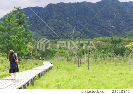 Tochigi prefecture Nikko city Senjogahara's wood road _ July Tochigi prefecture Nikko city Senjogahara's wood road _ July 23310543