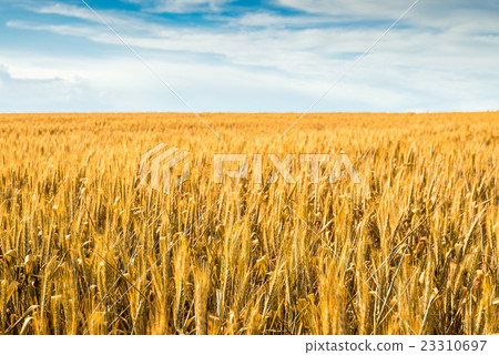 Yellow wheat field in Barossa 23310697