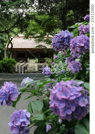 图库照片 阿米大寺 寺门 花朵