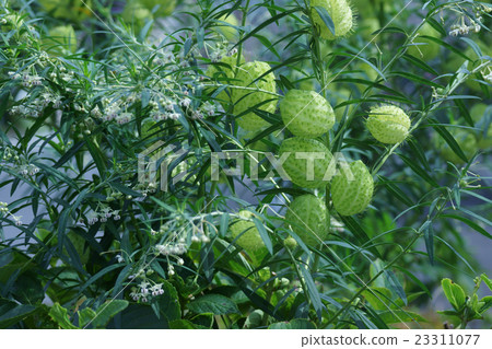 氣球馬鈴薯futsen Touuta真正的話 很多夢想 照片素材 圖片 圖庫