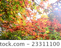 Autumn leaves 23311100