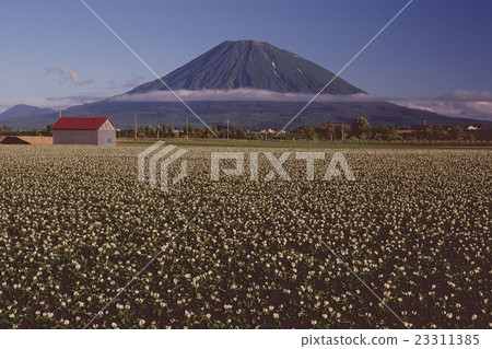 Potato field, hut and Yotei 23311385