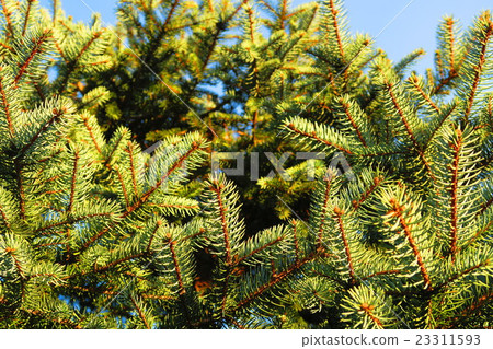 Arizona Night Sugi (Aurea) Arizona Night Sugi (Aurea) 23311593