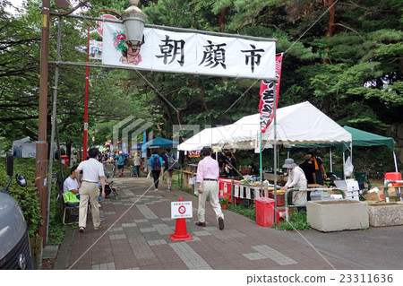 The 28th Clipper morning glory 23311636