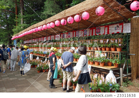 第28屆快船牽牛花 第28屆快船牽牛花 23311638