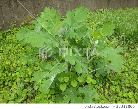 Bamboo grass Bamboo grass 23311866