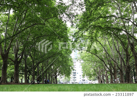 Tree trees Tree trees 23311897