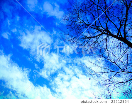 Branches extending into the sky 23312564