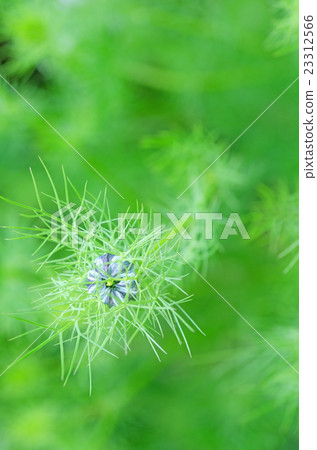 Bud (Nigella) 23312566