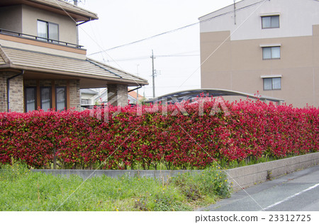 紅葉是明亮的Benicarp修剪樹籬 紅葉是明亮的Benicarp修剪樹籬 23312725