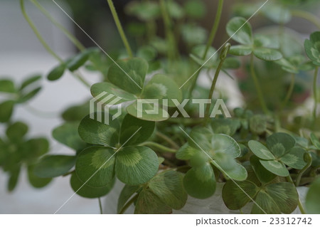 四片葉子的三葉草 四片葉子的三葉草 23312742