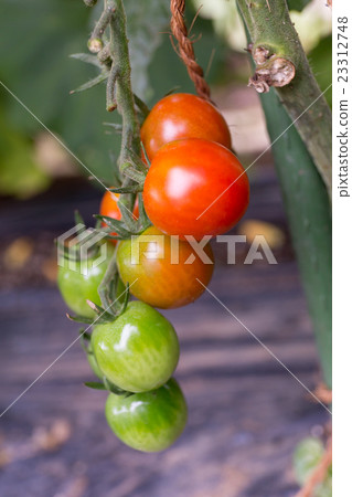 Petit tomato (home garden) 23312748