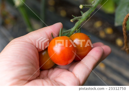 Petit tomato (home garden) 23312750