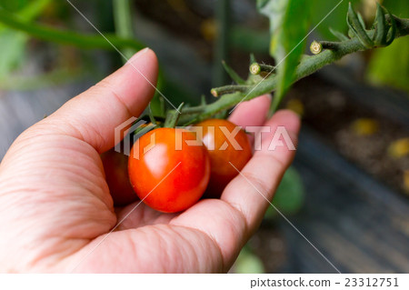 Petit tomato (home garden) Petit tomato (home garden) 23312751
