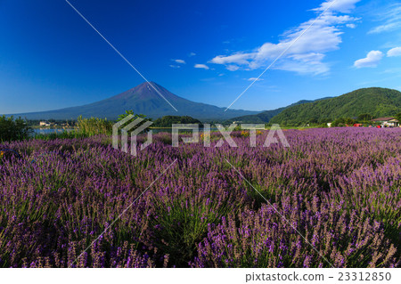 Fuji Lavender 23312850