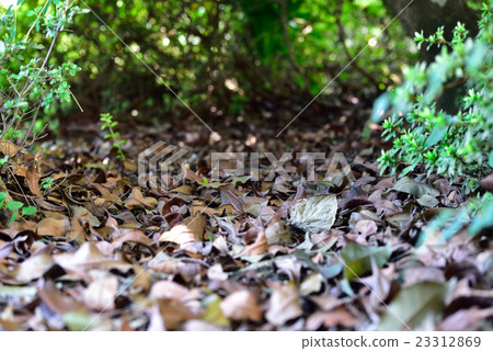 Carpet of fallen leaves Carpet of fallen leaves 23312869