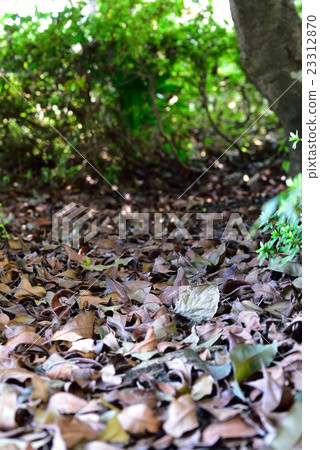 Carpet of fallen leaves Carpet of fallen leaves 23312870