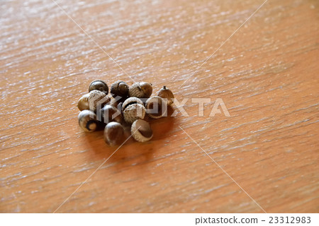 Acorn 23312983