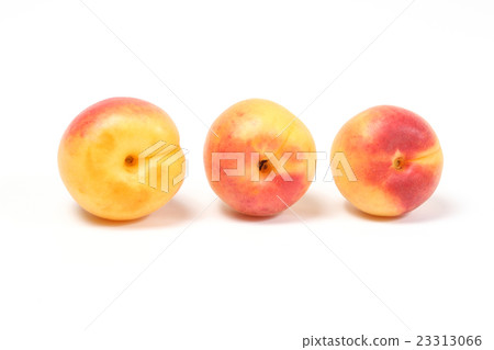 Sweet Apricot Fruit 23313066