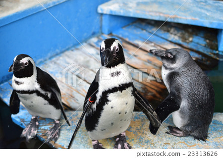 三個火槍手企鵝 23313626