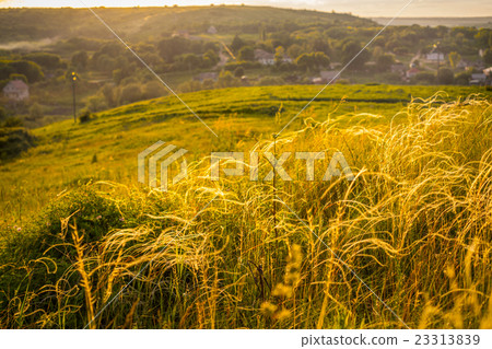 Golden field on the hill near the village Golden field on the hill near the village 23313839