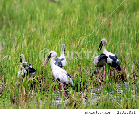 Asian Open-billed stork Asian Open-billed stork 23313851