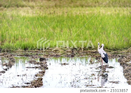 Asian Open-billed stork Asian Open-billed stork 23313857