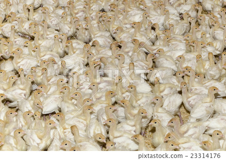 White Turkey Chick Crowd White Turkey Chick Crowd 23314176