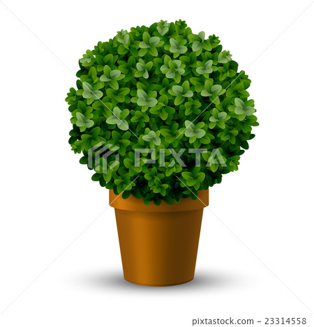 Decorative spherical boxwood in a pot 23314558