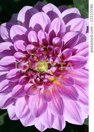 大麗花06 23315590