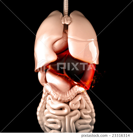 Burning human liver. Liver disease concept. 23316314