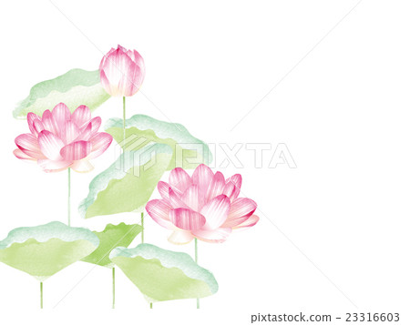 Lotus flower  23316603