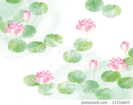 Lotus flower  23316605