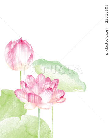 Lotus flower  23316609
