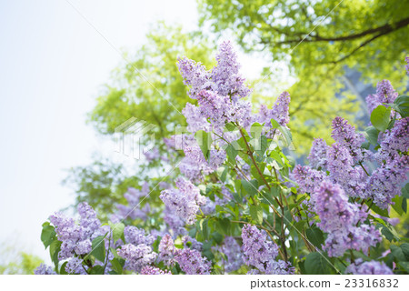 札幌大通公園丁香 23316832