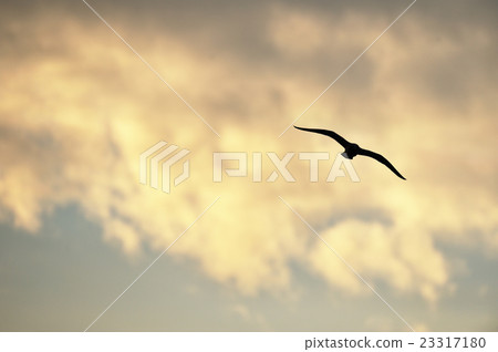 日落天空和海鷗的剪影 23317180
