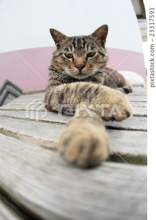 Cat Cat 23317591