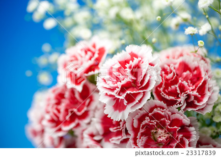 Carnation flower 23317839