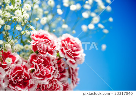Carnation flower 23317840