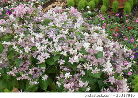 花壇繡球花05 23317910