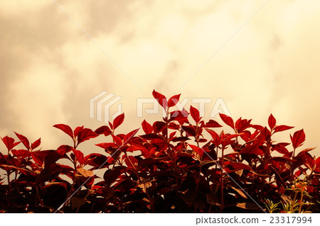 紅葉(紅葉) 紅葉(紅葉) 23317994