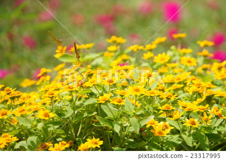 Nature in Bangkok public park (Nature in Bangkok) Nature in Bangkok public park (Nature in Bangkok) 23317995