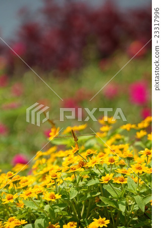 Dragonfly and yellow flowers Dragonfly and yellow flowers 23317996