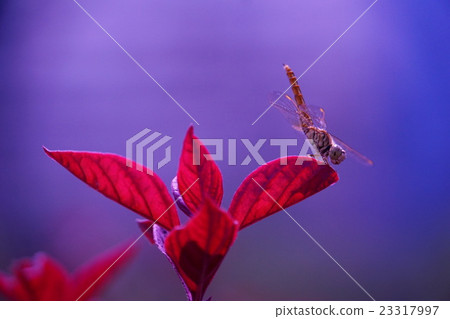 蜻蜓池塘的圖像（蜻蜓池塘的圖像） 23317997